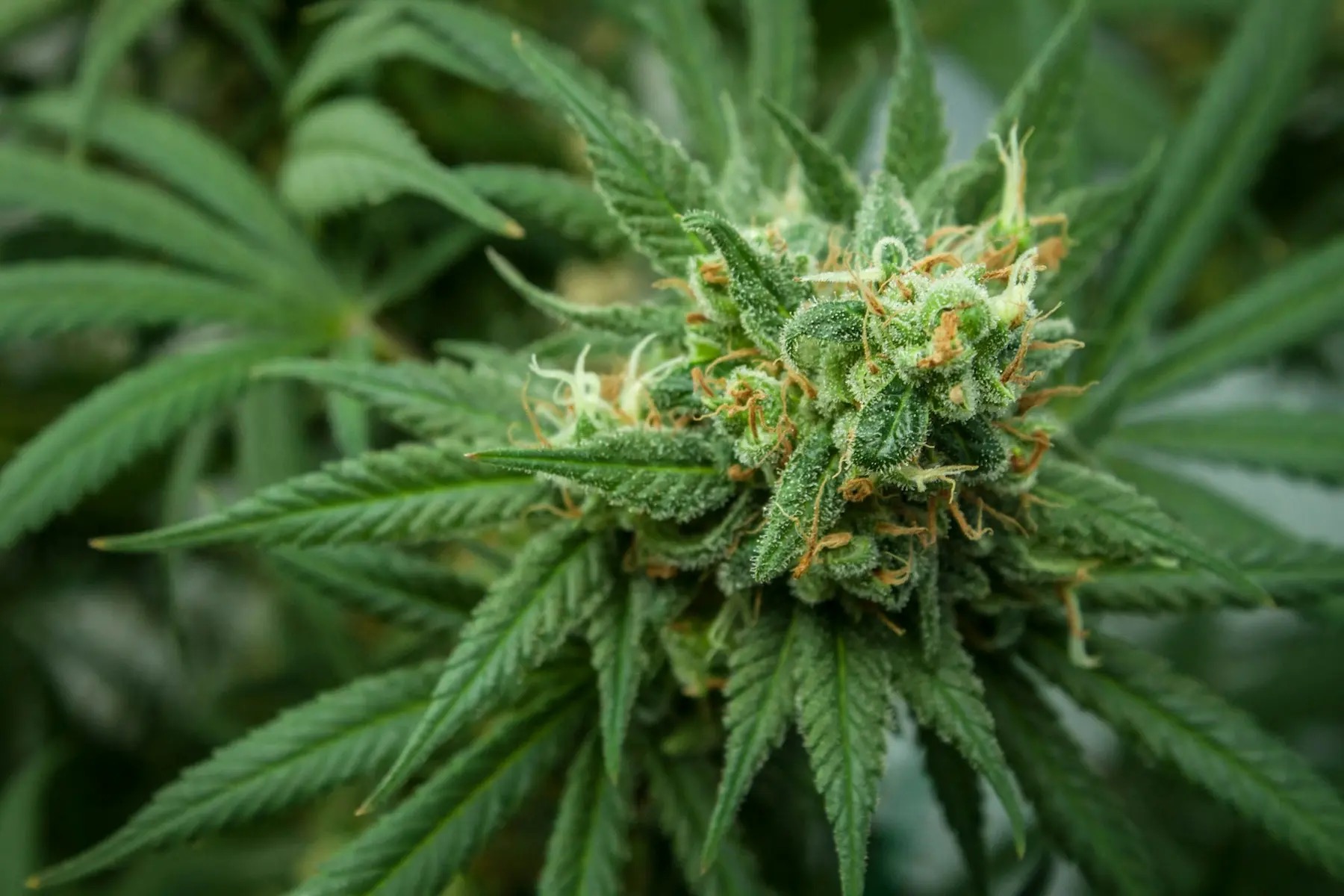 R. Greenleaf cannabis flower