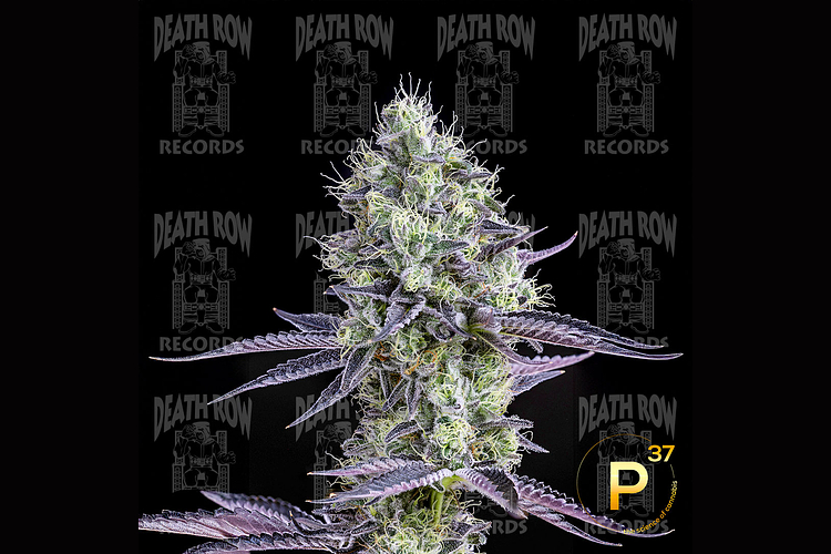 Plasma Gas by Death Row Records