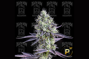 Plasma Gas by Death Row Records