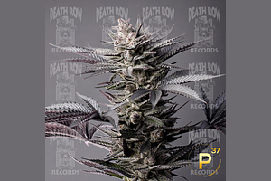 Terpgasm by Death Row Records