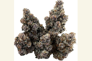 Tropical Infusion by HNC