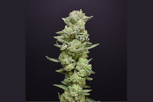 Animal Face Kush Mints by Desert Peaks Farms