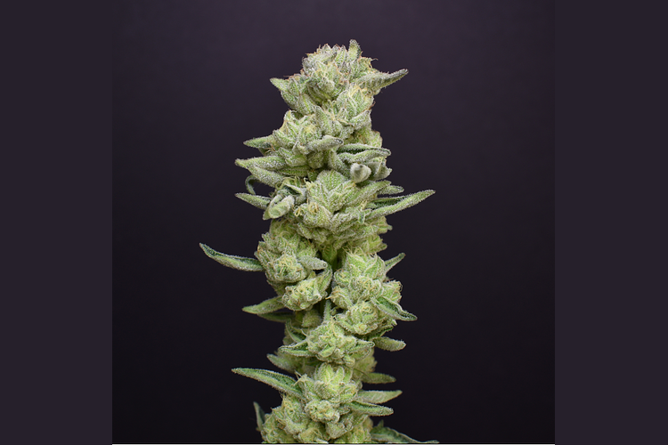 Animal Face Kush Mints by Desert Peaks Farms