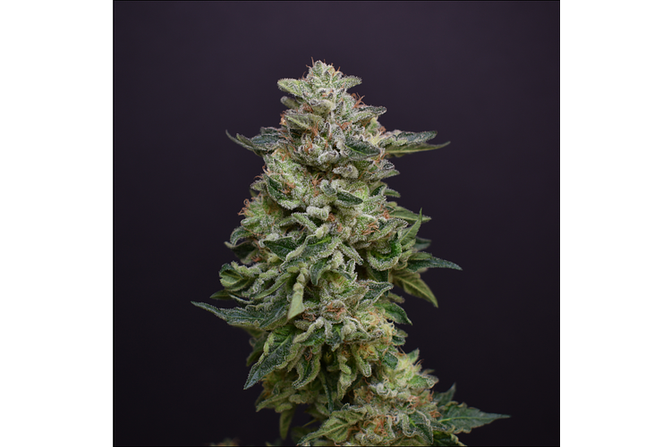 Matchalato by Desert Peaks Farms