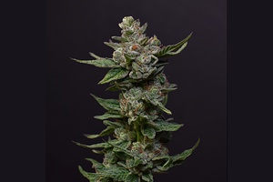 Cherry Breath by Desert Peaks Farms