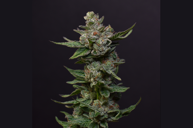 Cherry Breath by Desert Peaks Farms