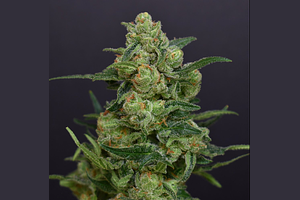 Jack Herer by Desert Peaks Farms