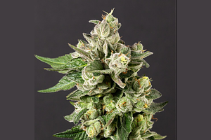 Gushers x Maitai #2 by Desert Peaks Farms