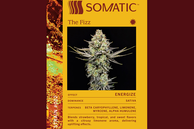 The Fizz by Psycho Somatic