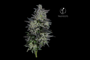 Grape Gas by True Roots