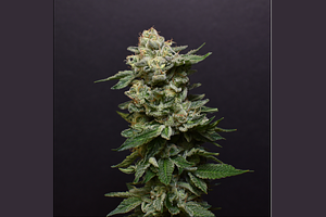 Bacio Gelato by Desert Peaks Farms