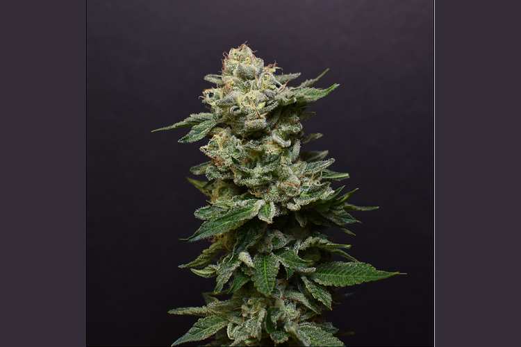 Bacio Gelato by Desert Peaks Farms