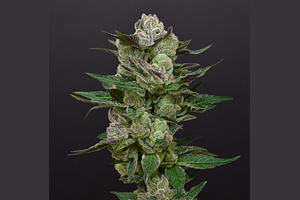 Lone Star by Desert Peaks Farms