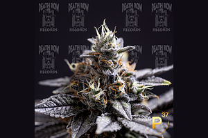Tropical Runtz by Death Row Records