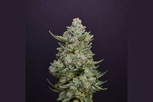True OG by Desert Peaks Farms
