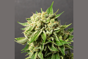 Green Crack by Desert Peaks Farms