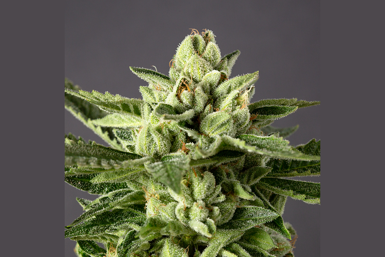 Skywalker by Desert Peaks Farms
